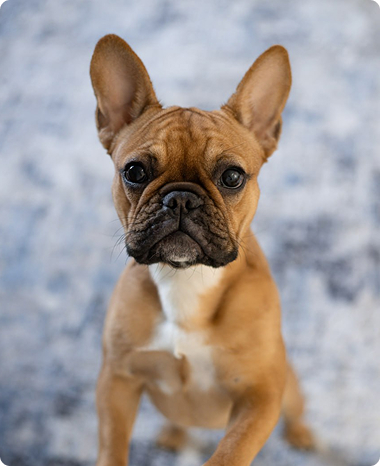 My dog - Juna